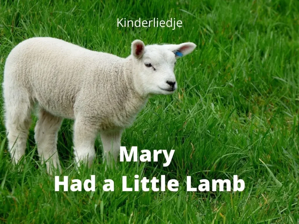 Mary had a little lamb